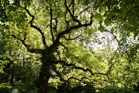 copa de l'arbre, arbre, verd, llum, ombra, full, fulles, patró, branques, llum solar, bosc, antic, fons, salvapantalles, planta, creixement, branca, bellesa a la natura, vista d’angle baix, naturalesa, cap gent, color verd, dia, tranquil·litat, a l'aire lliure, terra, escenics - natura, tronc de l'arbre, tronc, marc complet, 5K, CC0, domini públic, lliure de regalies