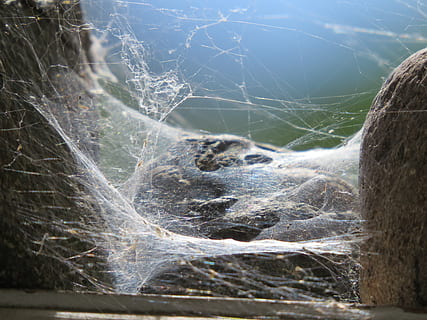 teranyina, web, roques, fantasmal, textura, horripilant, Halloween, naturalesa, insecte, dia, primer pla, cap gent, planta, fragilitat, centrar-se en primer pla, a l'aire lliure, tronc, arbre, terra, tronc de l'arbre, llum solar, enfocament selectiu, vulnerabilitat, bellesa a la natura, complexitat, tranquil·litat, creixement, 4K, CC0, domini públic, lliure de regalies