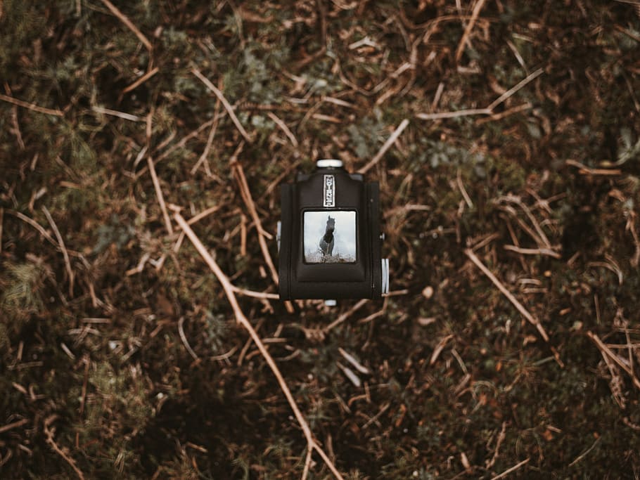 negre, càmera, herba, sòl, adaptador, dispositiu elèctric, cable, interruptor, electrònica, endoll, merla, Agelaius, animal, ocell, minecraft, led, càmera web, tresor, volant, camp de tir, maquinari, tecnologia, terra, cap gent, naturalesa, centrar-se en primer pla, bosc, a l'aire lliure, dia, comunicació, vell, electricitat, estil retro, connexió, primer pla, planta, camp, sec, enfocament selectiu, equipament elèctric, petit, 8K