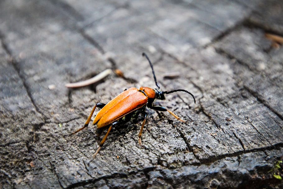 escarabat, taronja, insecte, un animal, animal, fauna animal, temes d'animals, invertebrat, animals a la natura, primer pla, cap gent, dia, material de fusta, enfocament selectiu, textura, centrar-se en primer pla, a l'aire lliure, vista d’angle alt, naturalesa, part del cos dels animals, antena animal, 5K