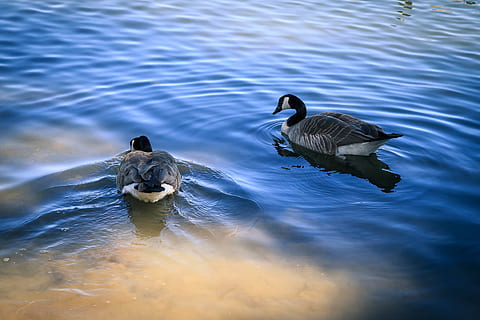 Canada, Edmonton, acqua, temi animali, animale, animali allo stato selvatico, uccello, fauna selvatica, lago, nuoto, gruppo di animali, vertebrato, lungomare, nessuno, natura, increspato, anatra, vista dall'alto, riflessione, uccello acquatico, due animali, all'aperto, famiglia di animali, galleggia sull'acqua, 4K, CC0, dominio pubblico, privo di copyright