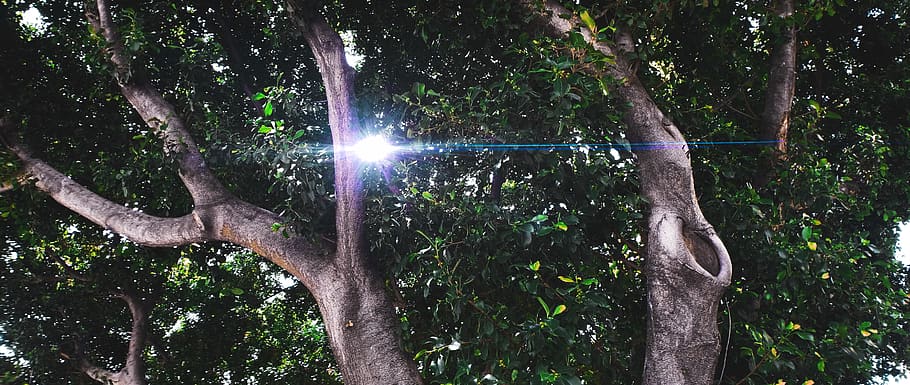 lys, flare, træ, USA, los angeles, South Park, plante, sol, natur, gylden time, baggrund, sollys, træstamme, Lysthuset, udendørs, have, vegetation, jord, jungle, dyr, bagagerum, vækst, skønhed i naturen, lav vinkel visning, ro, ingen mennesker, Skov, dag, afdeling, scenics - natur, linseflare, rolig scene, belyst, 5K