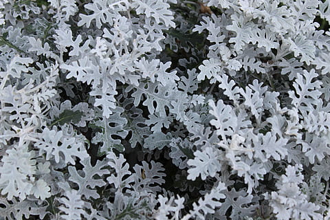 fulles, gris, patrons, fons, planta, bellesa a la natura, creixement, flor, planta amb flors, frescor, Color blanc, marc complet, naturalesa, cap gent, fragilitat, vulnerabilitat, primer pla, full, part de la planta, pètal, dia, a l'aire lliure, vista d’angle alt, cap de flor, 5K, CC0, domini públic, lliure de regalies