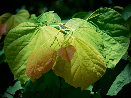 árbol, Redbud, hojas, primavera, nuevo, crecimiento, verde, rojo, naranja, follaje, en forma de corazón, textura, realce, hoja, parte de la planta, planta, color verde, de cerca, belleza en la naturaleza, naturaleza, nadie, día, frescura, flor, vulnerabilidad, fragilidad, centrarse en primer plano, planta floreciendo, al aire libre, insecto, vista de alto ángulo, cabeza de flor, 4K, CC0, dominio público, libre de derechos