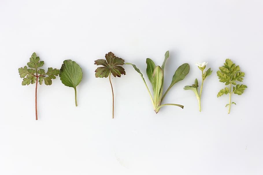 sis verdures de fulla verda, planta, full, verd, brollar, herbes, blanc, fons, fulles, flor, brot, vegetals, menjar, ceràmica, gerro, jar, planta en test, jardinera, gerani, venes, menjar i beguda, frescor, herba, part de la planta, color verd, fons blanc, benestar, alimentació saludable, tir de l'estudi, cap gent, a l'interior, naturalesa, en fila, herba medicinal, directament a sobre, ingredient, fulla de menta - culinària, 5K
