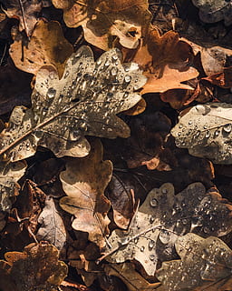 Deutschland, Berlin, fallen, Blatt, Herbst, Morgen, Eiche, Baum, Blätter, Tau, Pflanzenteil, Natur, trocken, Tag, Land, Feld, keine Leute, Nahansicht, Veränderung, Sonnenlicht, High Angle View, draußen, Verletzlichkeit, Hintergründe, Zerbrechlichkeit, Fülle, Schönheit in der Natur, 4K, CC0, gemeinfrei, lizenzfrei