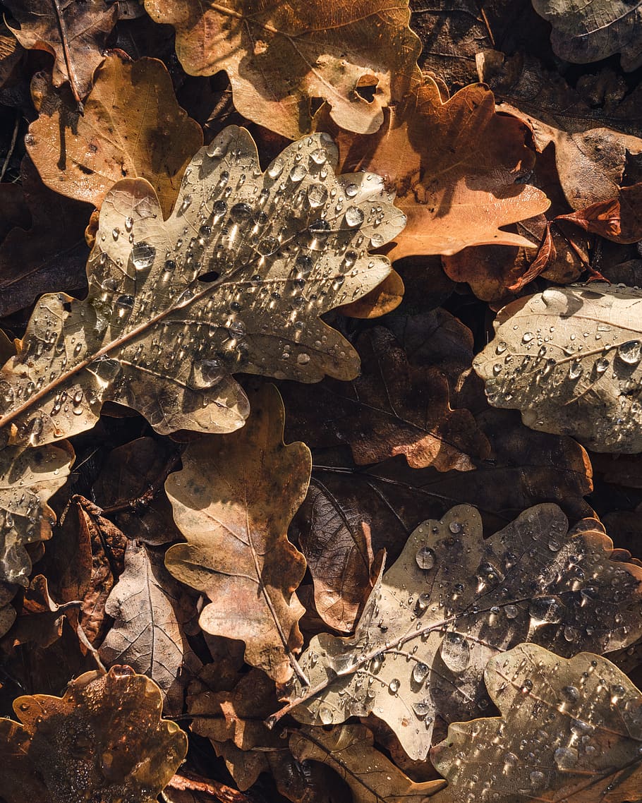 Deutschland, Berlin, fallen, Blatt, Herbst, Morgen, Eiche, Baum, Blätter, Tau, Pflanzenteil, Natur, trocken, Tag, Land, Feld, keine Leute, Nahansicht, Veränderung, Sonnenlicht, High Angle View, draußen, Verletzlichkeit, Hintergründe, Zerbrechlichkeit, Fülle, Schönheit in der Natur, 4K