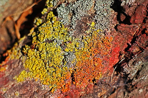 bark, kastanjetræ, log, kastanje, struktur, plante, mønster, kam, natur, Rauh, træ, baggrund, revnet, gammel, stamme, forvitret, Skov, grøn bark, farvet bark, tæt på, tekstureret, selektiv fokusering, lichen, ru, ingen mennesker, vækst, fuld ramme, dag, træstamme, mos, baggrunde, bagagerum, rusten, udendørs, fokus på forgrunden, svamp, tekstureret effekt, 5K, CC0, offentligt domæne, royaltyfrie