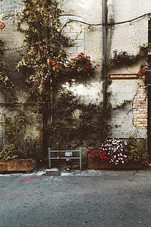 groen, blad boom, muurdecoratie, Los Angeles, Venetië boulevard, Verenigde Staten, plant in bloempot, fabriek, vaas, flora, pottenbakkerij, pot, bloesem, geranium, bloem, bestrating, straatkei, pad, trottoir, voetpad, steen, boom, muur, ingebouwde structuur, architectuur, bloeiende plant, natuur, buitenkant van het gebouw, groei, geen mensen, gebouw, dag, stoel, buitenshuis, venster, leeg, muur - bouwfunctie, rood, huis, bloempot, 5K, CC0, publiek domein, royaltyvrij