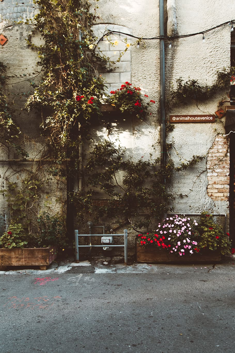 Grün, Laubbaum, Wand Dekoration, Los Angeles, venedig boulevard, Vereinigte Staaten, Topfpflanze, Pflanze, Vase, Flora, Keramik, Krug, blühen, Geranie, Blume, Pflaster, Kopfsteinpflaster, Pfad, Bürgersteig, Gehweg, Backstein, Baum, Wand, gebaute Struktur, die Architektur, blühende Pflanze, Natur, Gebäudehülle, Wachstum, keine Leute, Gebäude, Tag, Sitz, draußen, Fenster, leeren, Wandbau - Funktion, rot, Haus, Blumentopf, 5K