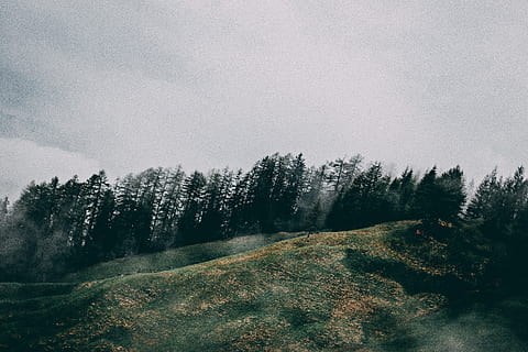 rolling hills, clouds, cold, daylight, environment, fog, foggy, forest, grass, green, landscape, mountain, nature, nature wallpaper, scenery, scenic, sky, trees, woods, tree, plant, tranquility, tranquil scene, scenics - nature, beauty in nature, non-urban scene, no people, day, growth, cloud - sky, land, road, outdoors, coniferous tree, 5K, CC0, public domain, royalty free