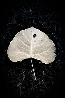 leaf, dark, light, backlight, xray, seethrough, night, plant, plant part, nature, close-up, no people, land, beauty in nature, growth, field, vulnerability, fragility, dry, freshness, day, outdoors, tranquility, high angle view, white color, black background, butterfly - insect, 4K, CC0, public domain, royalty free