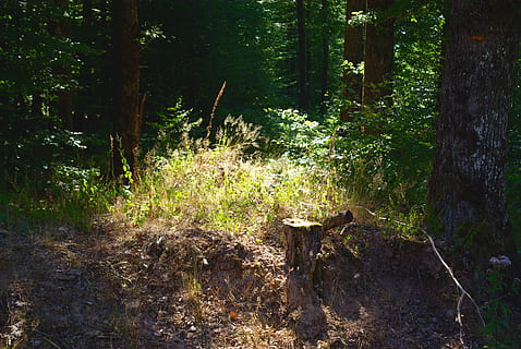 hennezel, las, światło, roślina, drzewo, wylądować, spokój, żadnych ludzi, Natura, wzrost, pnia drzewa, bagażnik samochodowy, spokojna scena, dzień, piękno natury, światło słoneczne, drewno - materiał, na dworze, drzewny, drewno, zielony kolor, krajobraz, lesisty teren, szczekać, 4K, CC0, domena publiczna, darmowe zdjęcia