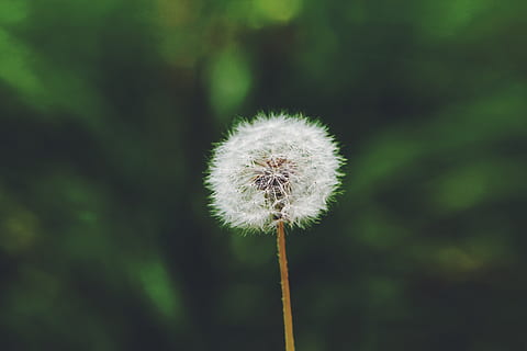 flor, simples, 1, dente de leão, plantar, fragilidade, vulnerabilidade, frescura, beleza na natureza, crescimento, planta com flores, fechar-se, focar em primeiro plano, natureza, caule vegetal, ninguém, cabeça de flor, dia, inflorescência, suavidade, semente de dente de leão, semente, ao ar livre, 5K, CC0, domínio público, royalty free