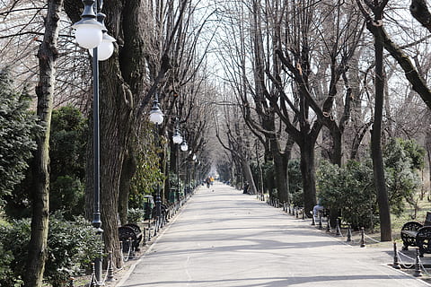 parc, Bucureşti, ro, România, copaci, natură, peisaj, Cișmigiu, rece, lemn, copac, grădină, calea de urmat, plantă, direcţie, diminuarea perspectivei, transport, arbore gol, echipamente de iluminat, zi, stradă, lumina stradală, cărare, creştere, ramură, în aer liber, trompă, trunchi de copac, drum, treelined, nici o persoana, lung, 5K, CC0, domeniu public, fără drepturi de autor