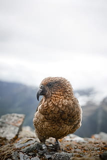 kea papegøje, et dyr, fugl, dyreliv, dyr i naturen, hvirveldyr, natur, dag, fokus på forgrunden, ingen mennesker, tæt på, vinter, sne, kold temperatur, fuld længde, udendørs, bjerg, 5K, CC0, offentligt domæne, royaltyfrie