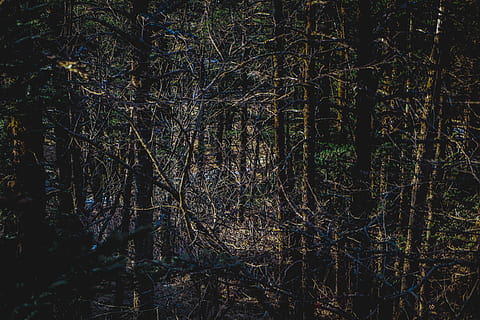 bare tree lot, plant, tree, vegetation, outdoors, woodland, forest, land, nature, grove, tree trunk, conifer, jungle, abies, fir, birch, water, scenery, larch, bog, marsh, tranquility, no people, growth, beauty in nature, trunk, scenics - nature, tranquil scene, non-urban scene, day, abundance, idyllic, remote, bamboo - plant, 5K, CC0, public domain, royalty free