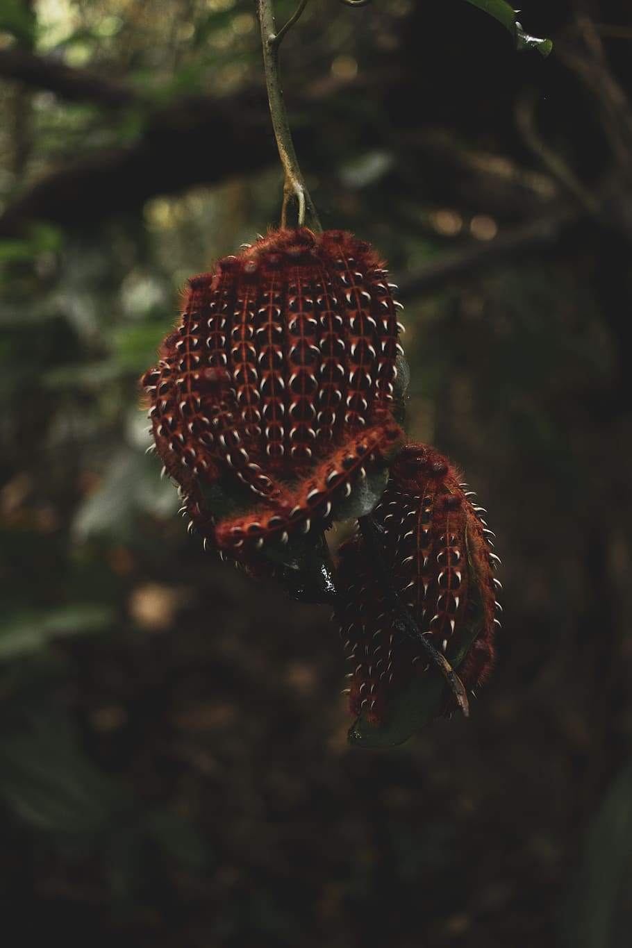 ragno rosso, aracnide, biologia, colore, luce del giorno, ambiente, messa a fuoco, giardino, crescere, insetto, invertebrato, natura, all'aperto, ragno, albero, legna, avvicinamento, nessuno, concentrarsi sulle conoscenze acquisite, pianta, cibo, giorno, rosso, bellezza nella natura, cibo e bevande, crescita, frutta, mangiare sano, messa a fuoco selettiva, freschezza, Marrone, terra, sospeso, 5K