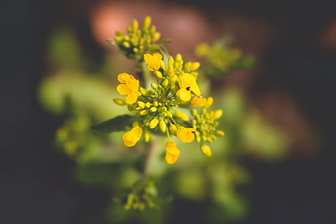 Germania, primavera, fiore, fiori, primavera 2018, pianta fiorita, freschezza, giallo, pianta, bellezza nella natura, avvicinamento, fragilità, vulnerabilità, natura, crescita, nessuno, petalo, messa a fuoco selettiva, concentrarsi sulle conoscenze acquisite, all'aperto, testa di fiore, infiorescenza, giorno, fiorire, 5K, CC0, dominio pubblico, privo di copyright