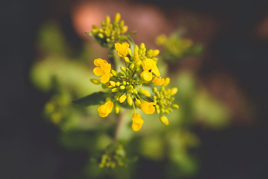 Alemanya, primavera, flor, flors, primavera del 2018, planta amb flors, frescor, groc, planta, bellesa a la natura, primer pla, fragilitat, vulnerabilitat, naturalesa, creixement, cap gent, pètal, enfocament selectiu, centrar-se en primer pla, a l'aire lliure, cap de flor, inflorescència, dia, 5K