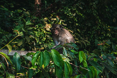 mico marró, mamífer, animal, vida salvatge, mico, planta, vegetació, babuí, naturalesa, a l'aire lliure, jungla, terra, arbre, selva tropical, coll, flor, acanthaceae, lemur, pantera, jaguar, primat, temes d'animals, animals a la natura, fauna animal, color verd, full, part de la planta, un animal, vertebrats, bosc, creixement, assegut, cap gent, pluja tropical, 5K, CC0, domini públic, lliure de regalies