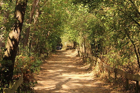 forest, away, run, hike, landscape, trees, travel, tree, plant, the way forward, direction, nature, footpath, land, diminishing perspective, growth, sunlight, tranquility, day, outdoors, beauty in nature, shadow, no people, transportation, tranquil scene, trunk, treelined, 5K, CC0, public domain, royalty free