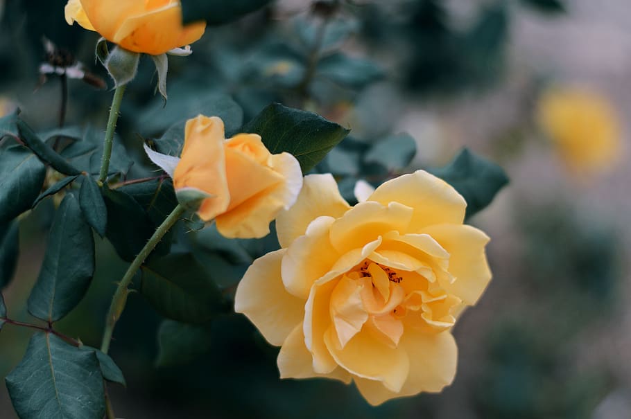 colors, subtil, focus, verd, naturalesa, plantes, pati, jardí, groc, rosa, pètal, flor, planta amb flors, planta, bellesa a la natura, vulnerabilitat, fragilitat, cap de flor, primer pla, frescor, creixement, inflorescència, flor de roses, centrar-se en primer pla, cap gent, full, part de la planta, a l'aire lliure, primavera, 5K