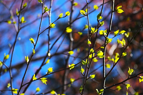 plant, flare, light, leaf, blossom, flower, nature, tree, pattern, sprout, bud, leaves, patterns, forest, random, trees, branches, bright, layers, pollen, growth, beauty in nature, day, close-up, outdoors, focus on foreground, plant part, selective focus, sunlight, branch, no people, tranquility, fragility, vulnerability, green color, yellow, 5K, CC0, public domain, royalty free