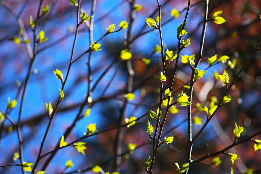 Pflanze, Fackel, Licht, Blatt, blühen, Blume, Natur, Baum, Muster, sprießen, Knospe, Blätter, Wald, zufällig, Bäume, Geäst, hell, Schichten, Pollen, Wachstum, Schönheit in der Natur, Tag, Nahansicht, draußen, Fokus auf den Vordergrund, Pflanzenteil, selektiver Fokus, Sonnenlicht, Ast, keine Leute, Ruhe, Zerbrechlichkeit, Verletzlichkeit, grüne Farbe, Gelb, 5K