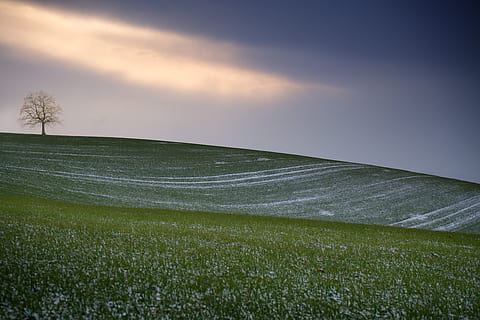 drzewo, pasjans, krajobraz, niebo, zimowy, Zielony, śnieg, roślina, trawa, środowisko, wylądować, piękno natury, żadnych ludzi, pole, Natura, zielony kolor, chmura - niebo, scenics - natura, spokój, spokojna scena, idylliczny, horyzont, scena wiejska, dzień, na dworze, 5K, CC0, domena publiczna, darmowe zdjęcia