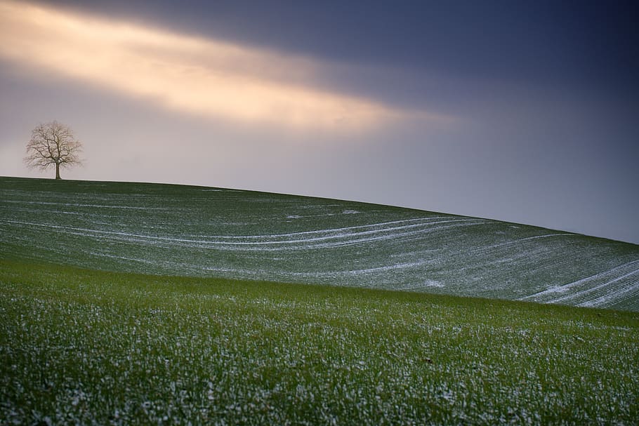 træ, kabale, landskab, himmel, vinter, grøn, sne, plante, græs, miljø, jord, skønhed i naturen, ingen mennesker, Mark, natur, grøn farve, sky - himmel, scenics - natur, ro, rolig scene, idyllisk, horisont, landlige scene, dag, udendørs, 5K