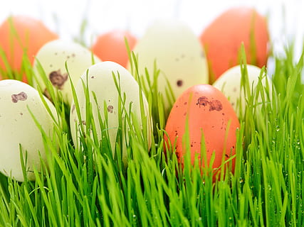Osterferien, Ostern, Rasen, Essen, Natur, neues Leben, Eier, Ei, Nahansicht, am Hof ​​von, rosa, Tropfen, Wasser, die frische, Küken, die Auferstehung, Osterkorb, święconka, wünscht sich, Christen, das fest der, Symbol, Dekoration, Ornament, grünes Gras, Frühling, Garten, die Henne, Bauernhof, Halleluja, Blumen, Pflanze, die Delikatesse, Makro, Gras, Pflanzen, grüne Farbe, keine Leute, Lebensmittel, Frische, Osterei, Wachstum, Feier, rot, Essen und Trinken, mehrfarbig, Fokus auf den Vordergrund, Gruppe von Objekten, draußen, 5K, CC0, gemeinfrei, lizenzfrei
