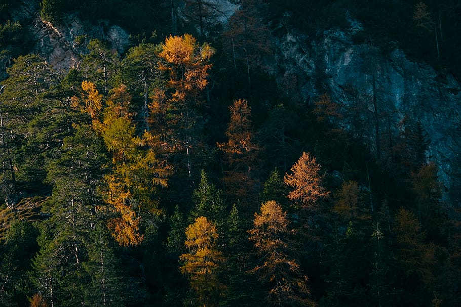 bird-eye, guarda la foto, alberi, colori, luce del giorno, ambiente, foresta, paesaggio, montagne, natura, panoramico, boschi, albero, pianta, bellezza nella natura, la tranquillità, autunno, crescita, nessuno, modificare, scena tranquilla, terra, scenics - natura, giorno, all'aperto, scena non urbana, colore verde, idilliaco, a distanza, 5K
