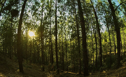 foresta, foreste, pineta, pino, natura, paesaggio, tramonto, albero, pianta, terra, la tranquillità, bellezza nella natura, bosco, crescita, tronco d'albero, scena tranquilla, tronco, luce del sole, giorno, scenics - natura, scena non urbana, nessuno, abbondanza, all'aperto, Inquadratura dal basso, streaming, 4K, CC0, dominio pubblico, privo di copyright