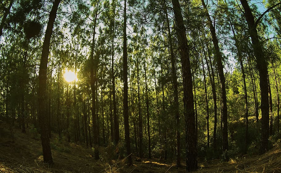 foresta, foreste, pineta, pino, natura, paesaggio, tramonto, albero, pianta, terra, la tranquillità, bellezza nella natura, bosco, crescita, tronco d'albero, scena tranquilla, tronco, luce del sole, giorno, scenics - natura, scena non urbana, nessuno, abbondanza, all'aperto, Inquadratura dal basso, streaming, 4K