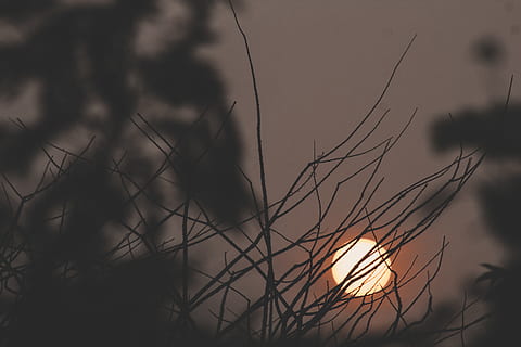 lua, atrás, Ramos de árvore, natureza, ao ar livre, céu, Dom, alvorecer, por do sol, crepúsculo, Céu vermelho, pássaro, animal, vôo, astronomia, nascer do sol, noite, luz solar, espaço, espaço sideral, universo, leve, plantar, ninguém, focar em primeiro plano, tranquilidade, fechar-se, crescimento, beleza na natureza, foco seletivo, silhueta, dia, nuvem - céu, terra, campo, cena tranquila, scenics - natureza, árvore, grama timóteo, caule, 5K, CC0, domínio público, royalty free