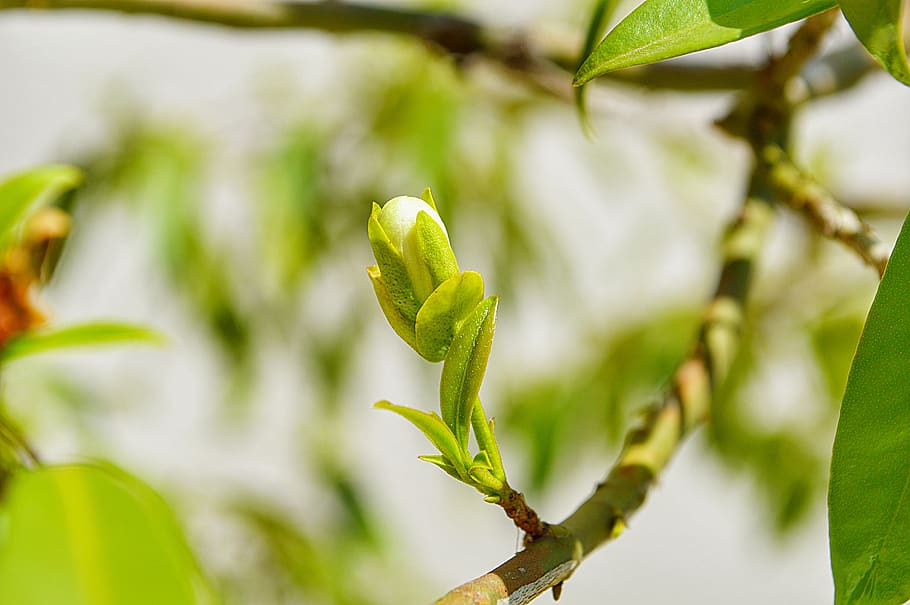 Knospe, fliegend, Baum, Frühling, Natur, Pflanze, gedeihen, Kirsche, grüne Farbe, Wachstum, Nahansicht, Schönheit in der Natur, Pflanzenteil, Blatt, keine Leute, Tag, Anfänge, Lebensmittel, Fokus auf den Vordergrund, Umgebung, draußen, Essen und Trinken, selektiver Fokus, Land, Landwirtschaft, 4K