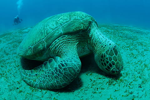 marró, tortuga marina, sota l'aigua, tortuga, shell, aigua, sorra, bussejador, busseig, vida marina, la vida marina, a l'aire lliure, naturalesa, vida salvatge, protegir, animal, mar, oceà, tortuga verda, escull, clima tropical, rèptil, blau, submarinisme, Espècies en perill d'extinció, Oceà Pacífic, animal de natació, 4K, CC0, domini públic, lliure de regalies