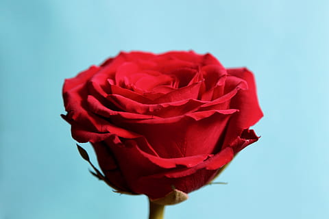 Germania, Berlin, planta cu flori, floare, vulnerabilitate, fragilitate, frumusețe în natură, prospeţime, roșu, petală, a închide, Trandafir, studio shot, plantă, inflorescenţă, cap de floare, natură, fundal colorat, în interior, albastru, fundal albastru, nici o persoana, valentine - sărbătoare, 4K, CC0, domeniu public, fără drepturi de autor