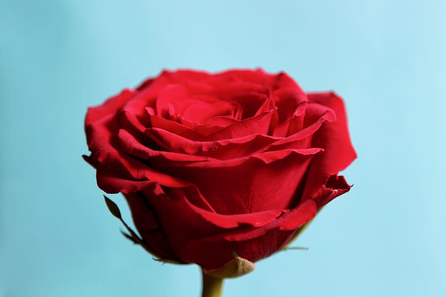 Germania, Berlin, planta cu flori, floare, vulnerabilitate, fragilitate, frumusețe în natură, prospeţime, roșu, petală, a închide, Trandafir, studio shot, plantă, inflorescenţă, cap de floare, natură, fundal colorat, în interior, albastru, fundal albastru, nici o persoana, valentine - sărbătoare, 4K