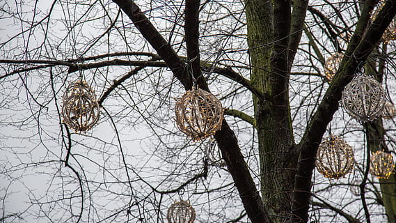 træ, plante, træstamme, fugl, dyr, bygning, blad, udendørs, fugl feeder, accipiter, jay, blå jay, boliger, spætte, flimmer fugl, tårn, arkitektur, klokke tårn, kjole, beklædning, afdeling, bare træ, ingen mennesker, natur, lav vinkel visning, dag, bagagerum, himmel, ro, hængende, fokus på forgrunden, død plante, vækst, skønhed i naturen, tørret plante, jord, 5K, CC0, offentligt domæne, royaltyfrie