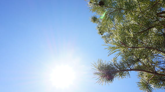 verd, pi, arbre, arbres, con, agulles, blau, cel, focus, fons, primavera, estiu, caure, temporades, hivern, estacional, Nadal, blues, cels, planta, vista d’angle baix, cel clar, creixement, bellesa a la natura, dia, tranquil·litat, cap gent, llum solar, naturalesa, color verd, a l'aire lliure, assolellat, branca, escena tranquil·la, escenics - natura, còpia espai, brillant, arbre d’arbre, arbre de coníferes, fulla de palma, 5K, CC0, domini públic, lliure de regalies