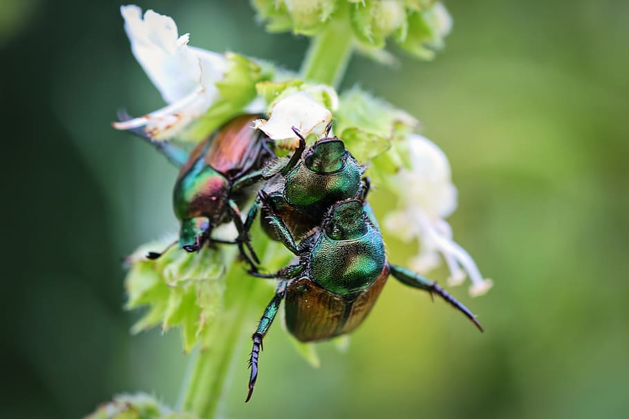bugs de juny, insectes, errors, estiu, errors a la planta, escarabat, naturalesa, temes d'animals, insecte, animals a la natura, invertebrat, fauna animal, animal, un animal, primer pla, planta, flor, planta amb flors, centrar-se en primer pla, bellesa a la natura, cap gent, dia, abella, fragilitat, creixement, vulnerabilitat, cap de flor, a l'aire lliure, polinització, 4K