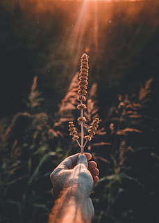 braune Traubenblume, menschliche Hand, menschliches Körperteil, Hand, halten, eine Person, echte Menschen, persönliche Perspektive, Körperteil, Natur, nicht erkennbare Person, Pflanze, Finger, Lebensstile, menschlicher Finger, Fokus auf den Vordergrund, Sonnenlicht, Tag, Freizeitbeschäftigung, draußen, Linseneffekt, menschliches Glied, 4K, CC0, gemeinfrei, lizenzfrei
