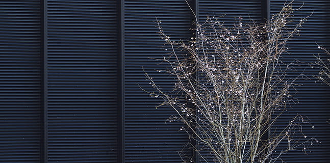 plantes marrons, decoració de la llar, finestra, a l'aire lliure, naturalesa, Regne Unit, un lloc creechurch, Londres, gel, neu, obturador, cortina, ombra de la finestra, arbre, planta, hivern, gelades, llum, cargol, roba de llit, paret, cap gent, patró, il·luminat, marc complet, vista d’angle baix, fons, estructura construïda, dia, celebració, decoració, arbre nu, primer pla, metall, arquitectura, fragilitat, 5K, CC0, domini públic, lliure de regalies