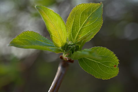 Frühling, Grün, Blatt, Knospe, Baum, Ast, frisch, blühen, wachsen, Gartenarbeit, Natur, Pflanze, Garten, Nahansicht, am Anfang, Umgebung, Wachstum, Park, Pflanzenteil, grüne Farbe, Schönheit in der Natur, Tag, Fokus auf den Vordergrund, keine Leute, draußen, Blattvene, selektiver Fokus, Frische, Verletzlichkeit, Zerbrechlichkeit, Zweig, Botanik, Pflanzenstamm, 5K, CC0, gemeinfrei, lizenzfrei