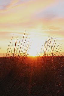 erba, d'oro, ora, spiaggia, crepuscolo, oceano, mare, paesaggio marino, riva del mare, cielo, Alba, tramonto, la tranquillità, bellezza nella natura, scena tranquilla, pianta, natura, crescita, nuvola - cielo, terra, colore arancione, scenics - natura, nessuno, campo, paesaggio, ambiente, scena non urbana, all'aperto, idilliaco, erba di coda di topo, gambo, 4K, CC0, dominio pubblico, privo di copyright