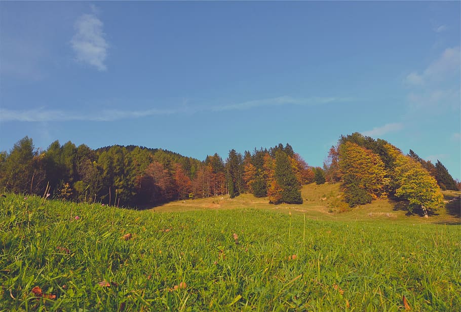 høst, trær, falle, gress, blader, blå, himmel, natur, anlegg, skjønnhet i naturen, tre, ro, rolig scene, vekst, grønn farge, naturskjønnhet - natur, miljø, land, felt, landskap, ikke-urbane scene, dag, ingen folk, sky - himmel, idylliske, utendørs, endring, 1080P