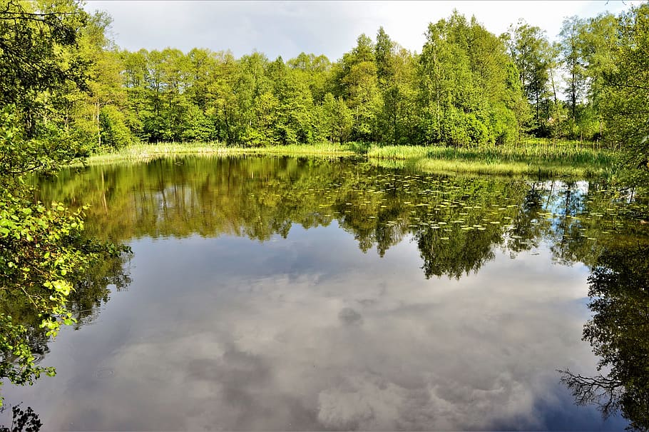 verd, arbre, paisatge del llac, la llum del dia, medi ambient, bosc, herba, idíl·lic, paisatge, naturalesa, reflexió, escènic, cel, tranquil, arbres, aigua, boscos, planta, tranquil·litat, llac, escena tranquil·la, bellesa a la natura, escenics - natura, color verd, creixement, dia, escena no urbana, cap gent, davant del mar, núvol - cel, a l'aire lliure, llac de reflexió, 2K