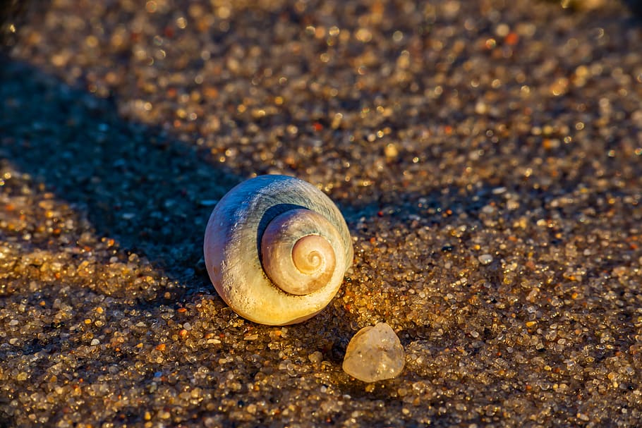spiaggia, pezzato, conchiglia, macro, avvicinamento, acqua, fauna selvatica, animale, temi animali, mollusco, guscio di animale, animali allo stato selvatico, invertebrato, terra, un animale, gasteropode, lumaca, nessuno, sabbia, natura, spirale, bellezza nella natura, mare, all'aperto, marino, 5K